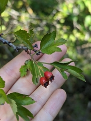Crataegus monogyna