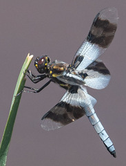 Plathemis subornata