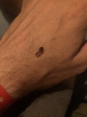 Crematogaster scutellaris