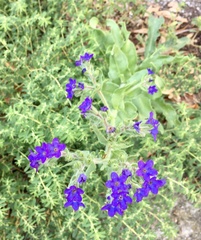 Anchusa