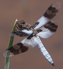 Plathemis subornata