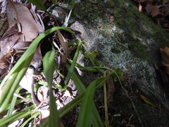 Stichorkis distichis