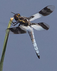 Plathemis subornata
