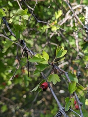 Crataegus monogyna