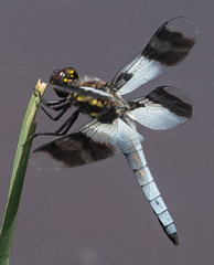 Plathemis subornata
