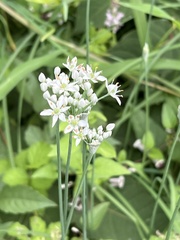 Allium tuberosum