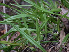 Stichorkis distichis