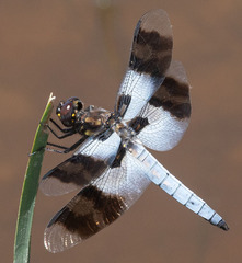 Plathemis subornata
