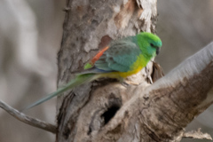 Psephotus haematonotus
