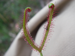 Drosera binata