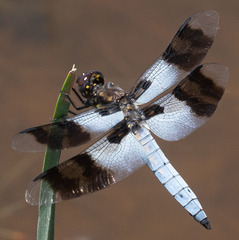 Plathemis subornata