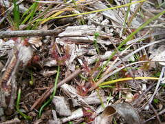 Drosera binata