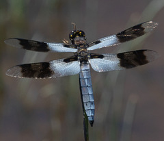 Plathemis subornata