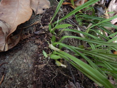 Stichorkis distichis