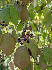 Cornus sanguinea