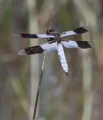Plathemis subornata
