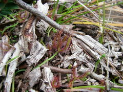 Drosera binata