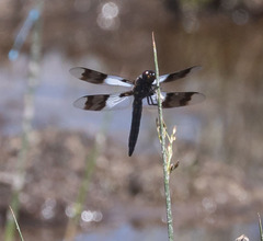 Plathemis subornata