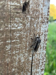 Heteropogon macerinus