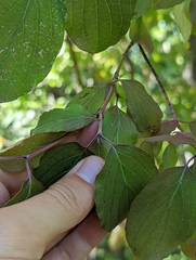 Cornus sanguinea