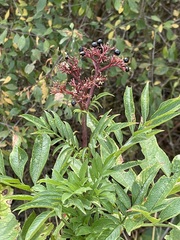 Sambucus ebulus