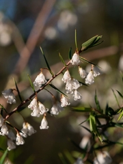 Styphelia setigera