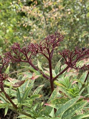 Sambucus ebulus