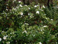 Cistus monspeliensis