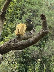 Meliphaga lewinii
