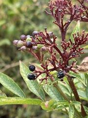 Sambucus ebulus
