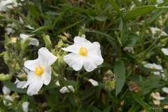 Cistus monspeliensis