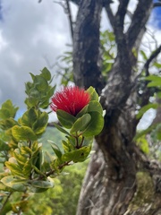 Metrosideros polymorpha