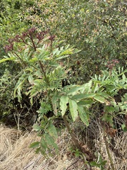 Sambucus ebulus
