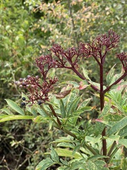 Sambucus ebulus