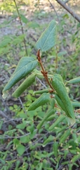 Shepherdia canadensis
