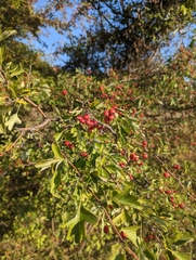 Crataegus monogyna