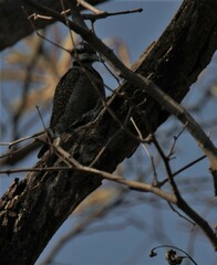 Chloropicus namaquus