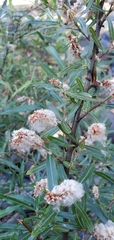 Salix exigua