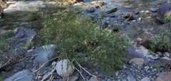 Salix exigua
