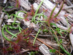 Drosera binata