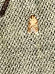 Sparganothis sulfureana