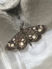Anania coronata