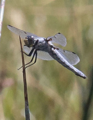 Libellula nodisticta