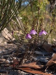 Tetratheca ericifolia