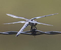 Libellula nodisticta