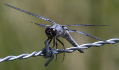 Libellula nodisticta