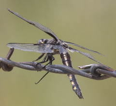 Libellula nodisticta