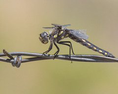 Libellula nodisticta