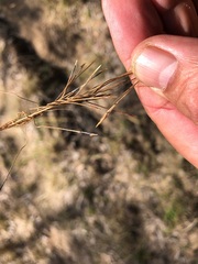 Fimbristylis dichotoma