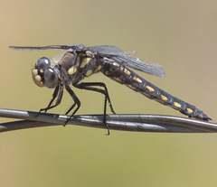 Libellula nodisticta